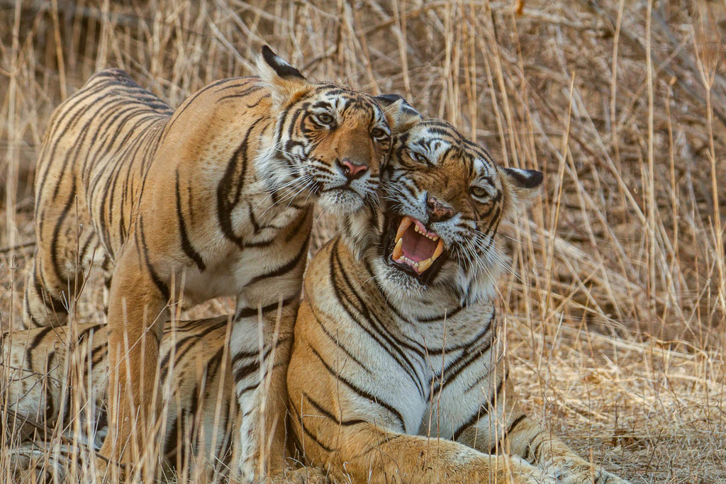 Fierce by mitú - This FIERCE Latina opens up about what her cobija de tigre  de bengala and the meaning behind it. Some of our things carry sentimental  value. 🐅💞 What's an