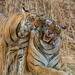 Bengal Tiger - Photo (c) Uday Agashe, some rights reserved (CC BY-NC)