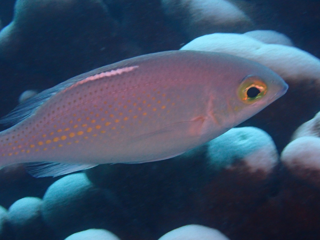 Witstreep-brilvis (Scolopsis ciliata) — Nemipteridae