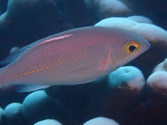 ハクセンタマガシラ