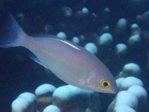 Ciliate spinecheek (Scolopsis ciliata) — Nemipteridae — 4