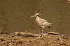 Esacus recurvirostris