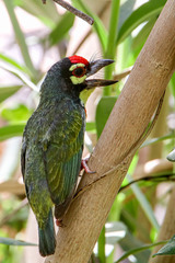 Coppersmith Barbet photo 4