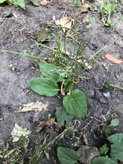 Plantago major