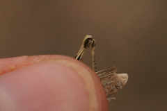 Dociostaurus jagoi occidentalis