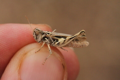 Dociostaurus jagoi occidentalis