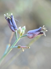 Streptanthus barbatus