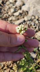 Achillea setacea