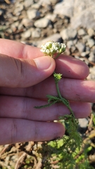 Achillea setacea