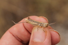 Euchorthippus chopardi