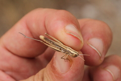 Euchorthippus chopardi