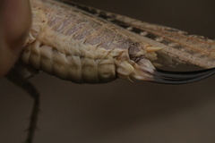 Platycleis intermedia