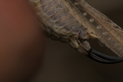 Platycleis intermedia