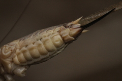 Platycleis intermedia