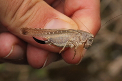 Platycleis intermedia