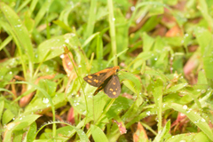 Taractrocera ceramas