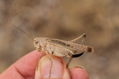 Platycleis intermedia