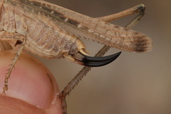 Platycleis intermedia