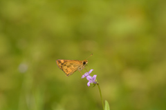 Taractrocera ceramas