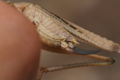 Platycleis intermedia