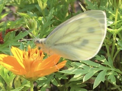 Pieris napi