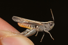 Omocestus raymondi