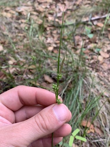 Huachuca Mountain sedge (Carex leucodonta)