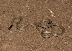 Indian Coral Snake photo 2