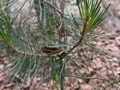Pinus cembroides bicolor