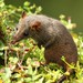 Quolls, Phascogales and Allies - Photo (c) Markus  Lilje, some rights reserved (CC BY-NC-ND), uploaded by Markus  Lilje