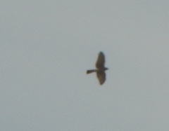 Accipiter nisus