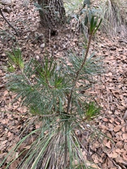Pinus cembroides bicolor