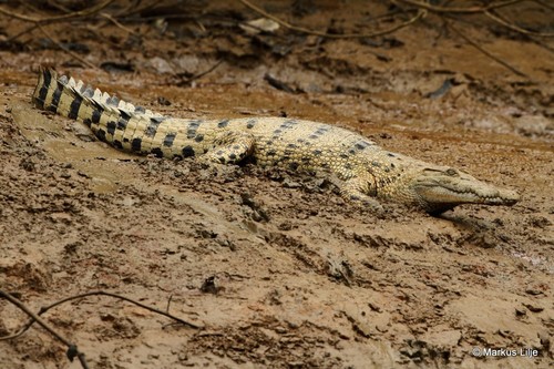 Hall's New Guinea crocodile