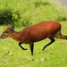 Black-fronted Duiker - Photo (c) Markus  Lilje, some rights reserved (CC BY-NC-ND), uploaded by Markus  Lilje
