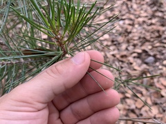 Pinus cembroides bicolor