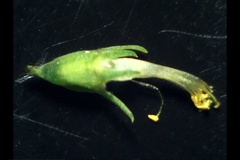 Melilotus officinalis