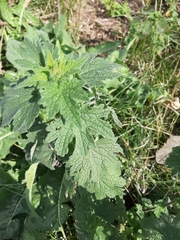 Leonurus quinquelobatus