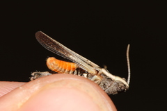 Omocestus raymondi