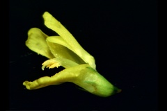 Melilotus officinalis