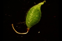 Melilotus officinalis