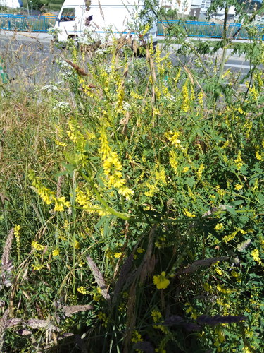 Melilotus officinalis iNat (2)
