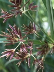 Cyperus longus