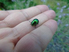 Chrysolina herbacea