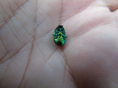 Chrysolina herbacea