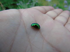Chrysolina herbacea