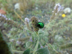 Chrysolina herbacea