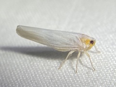 Neocenchrea heidemanni