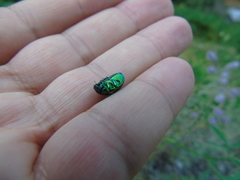 Chrysolina herbacea