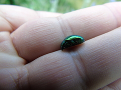 Chrysolina herbacea