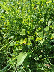 Medicago arabica
